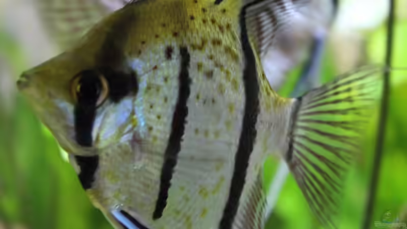 Nahaufnahme von Ottche (257)