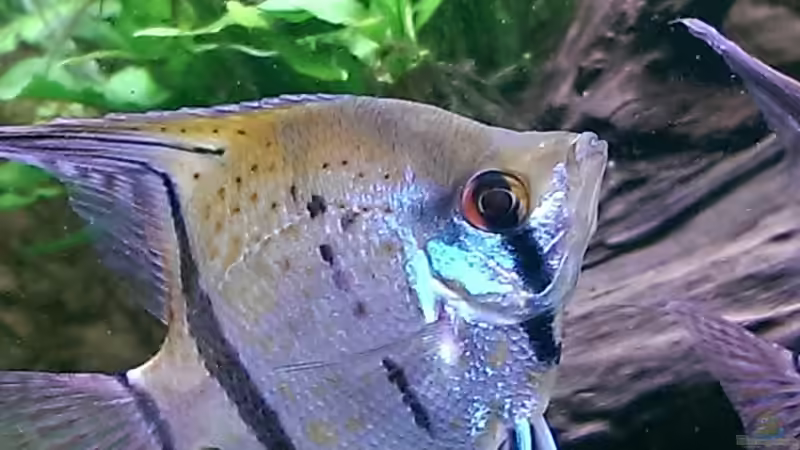 Nahaufnahme von Ottche (92)