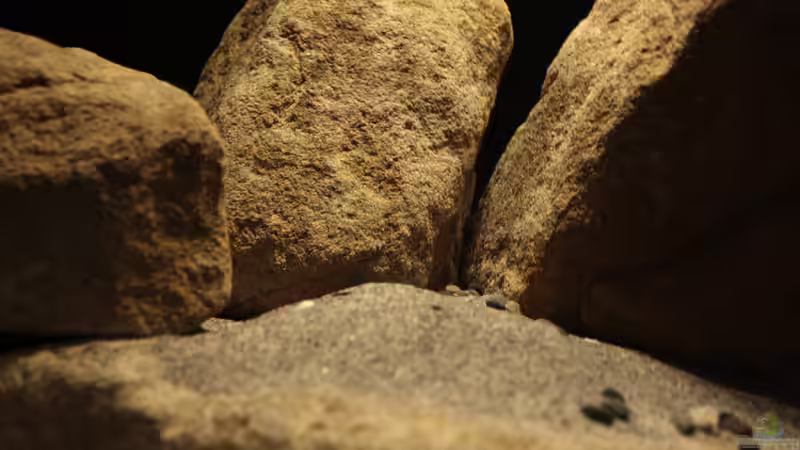 Nahaufnahme von StevenS (13)