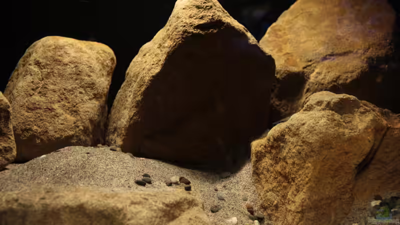 Nahaufnahme von StevenS (3)