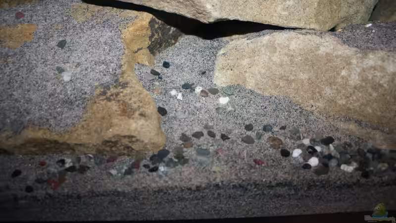 Nahaufnahme von StevenS (9)