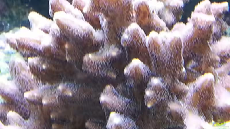 nahaufname ! von urbi (116)