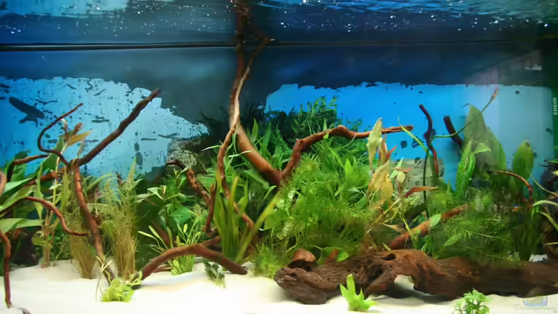 nahe Gesamtansicht von Hunterkoile (2)