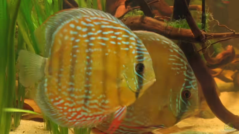 Nahmumba Red von Hubert Demonty (31)