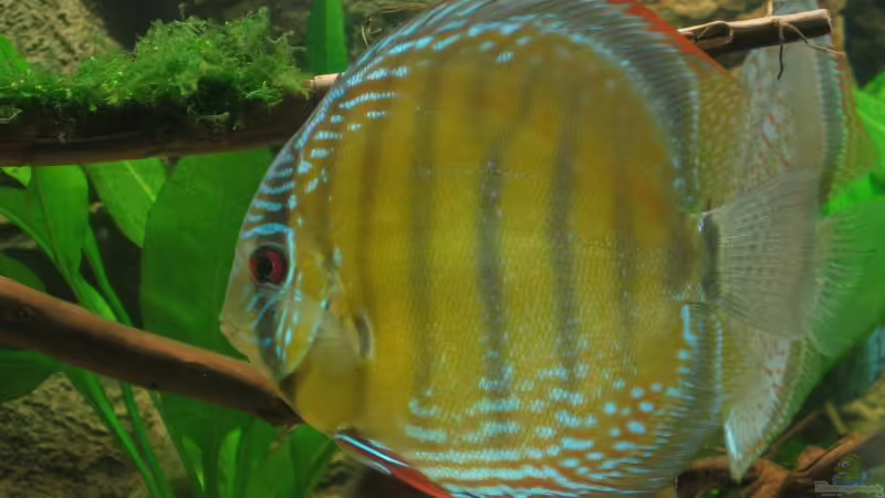 Nahmumba Red von Hubert Demonty (32)