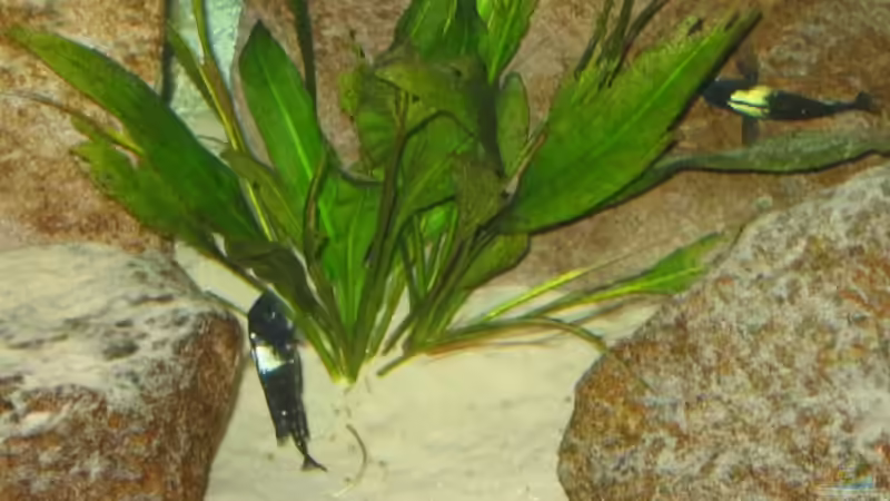 Nahrungsergänzung :-/ von Anja und Ingo Hermes (7)