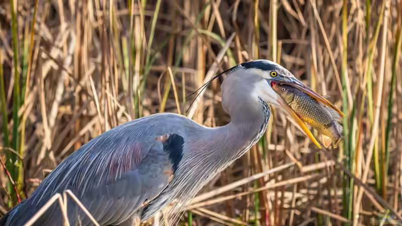 Nahrungsketten und Nahrungsnetze in Garten und Teich