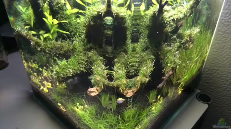 Nahtlos  von Ayahuasca (60)