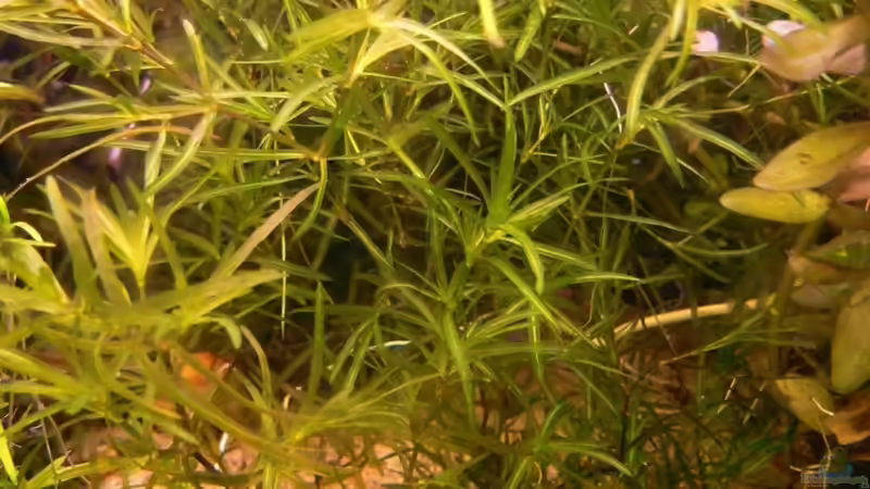 Najas conferta von René Leubecher (11)