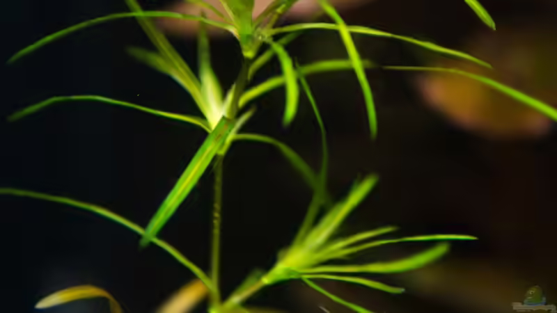 Najas guadalupensis im Aquarium oder Teich (Einrichtungsbeispiele mit Guadeloupe-Nixkraut)