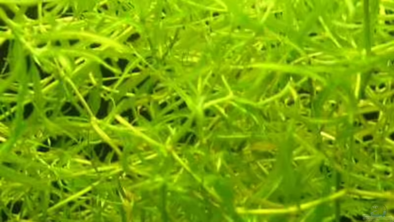 Najas guadalupensis von Gregor (2)