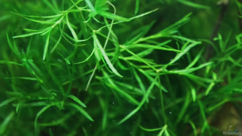 Najas guadalupensis im Aquarium oder Teich (Einrichtungsbeispiele mit Guadeloupe-Nixkraut)