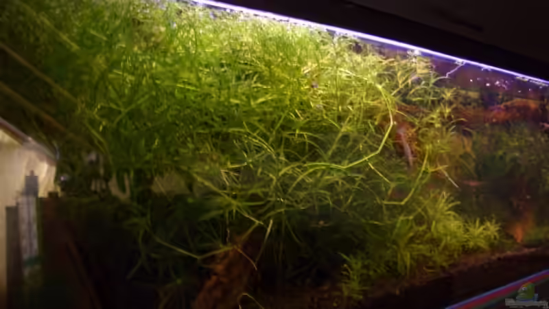 Najas guadelupensis (Nixkraut)  linkes seite becken von Thomas Zips (12)