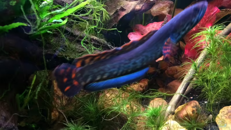 Najas indica - Indisches Nixkraut von Harald Kästner (19)