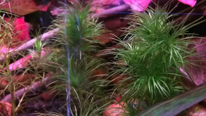 Najas indica - Indisches Nixkraut von Harald Kästner (20)