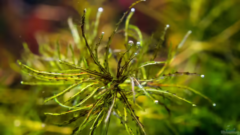 Najas Roraima 26.12.15 von Betta Chris (35)