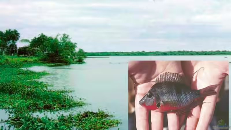 Nakajuka lagoon, Tabasco, México von Laura (30)