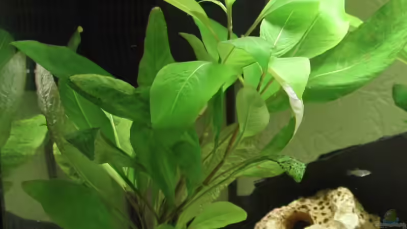 Name kenne ich nicht, wächst aber wie Unkraut von Strandberd (10)