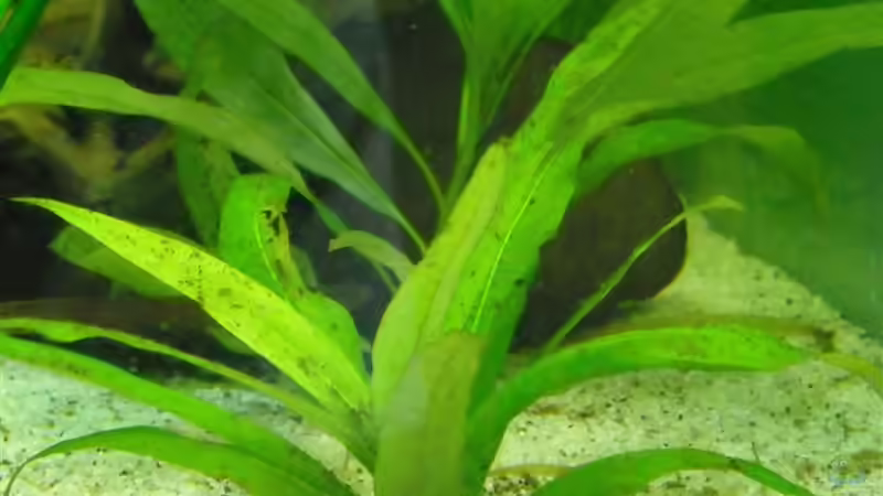 Name leider nicht bekannt von Fabian Ber (14)