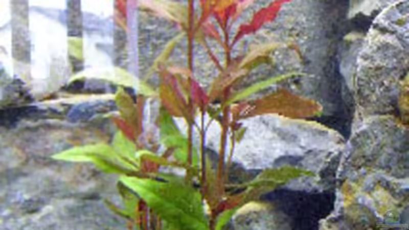 Name? Verkäufer hatte keine Ahnung ich auch nicht! Kann jemand helfen? von Carsten Bobe (3)