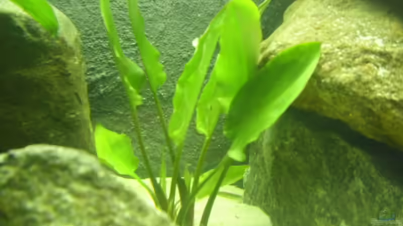 Name? von deBouwer (17)