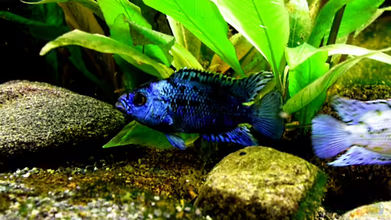 Namen von Zuchtformen in der Aquaristik: Blue Dempsey