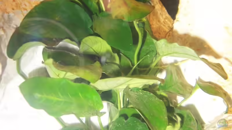 Nana von J.Liebold (6)