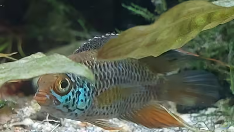 nanacara anomala von ErfurtOldy (89)