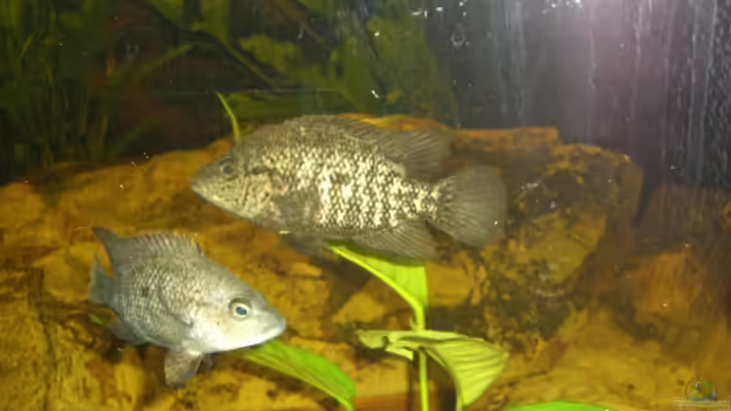 Nandopsis Haitiensis von Heiko Witt (11)