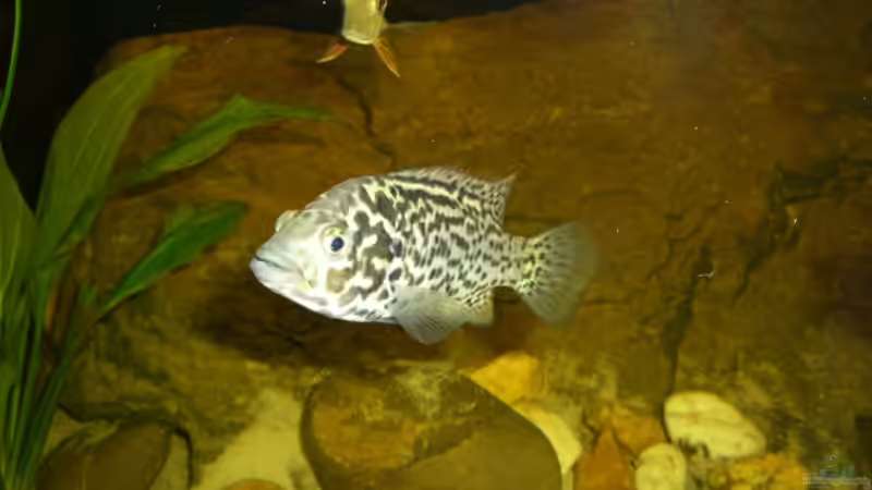 Nandopsis Tetracantus von Heiko Witt (8)