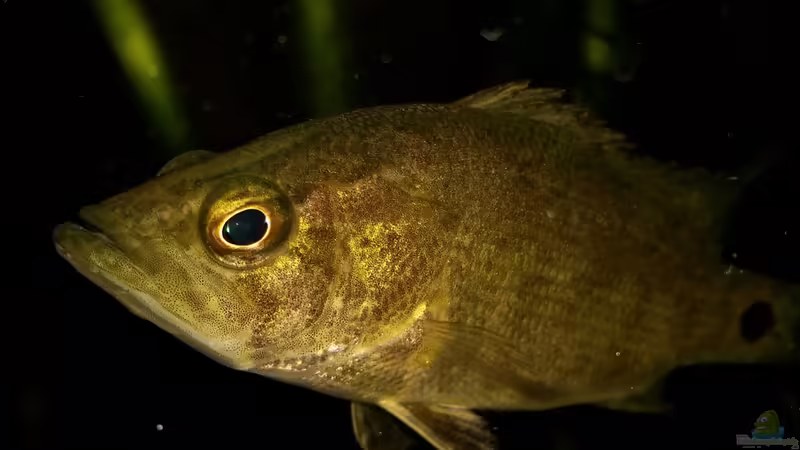 Nandus nandus im Portrait von David S. (6)