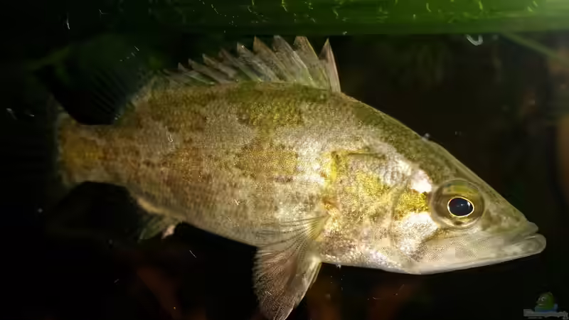 Nandus nandus im Aquarium halten (Einrichtungsbeispiele für Nandus nandus)