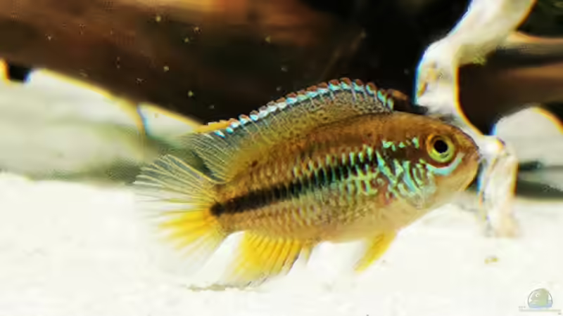 Nannacara anomala  von Heike Fuchs (50)