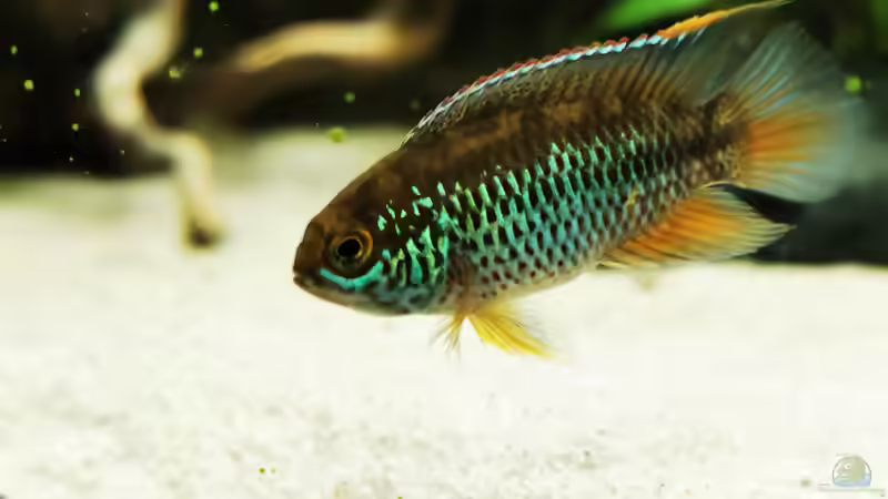 Nannacara anomala  von Heike Fuchs (52)