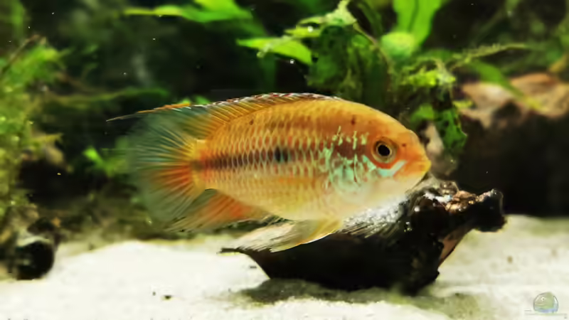 Nannacara anomala  von Heike Fuchs (83)