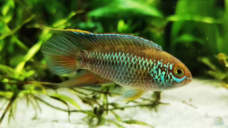 Nannacara anomala  von Heike Fuchs (84)