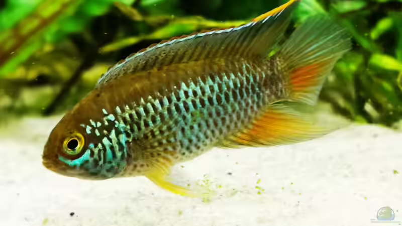 Nannacara anomala  von Heike Fuchs (85)