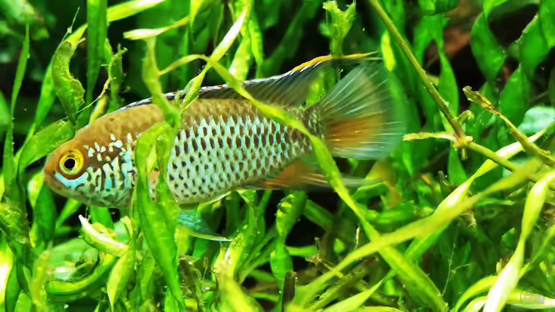 Nannacara anomala  von Heike Fuchs (88)