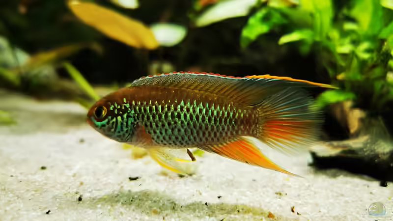 Aquarien mit Nannacara anomala (Glänzender Zwergbuntbarsch)