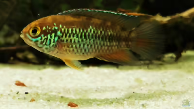 Aquarien mit Nannacara anomala (Glänzender Zwergbuntbarsch)