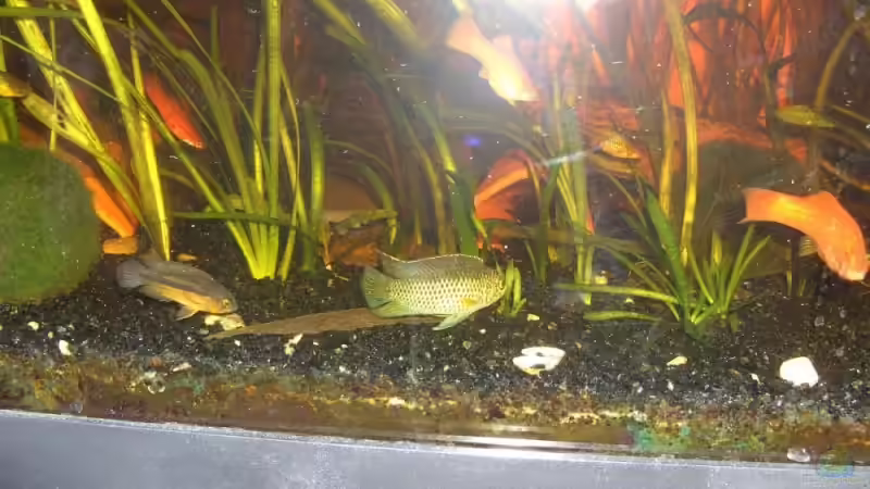 Aquarien mit Nannacara anomala (Glänzender Zwergbuntbarsch)