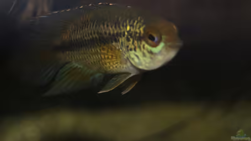 Nannacara anomala Männchen von Patrick Scheffer (33)