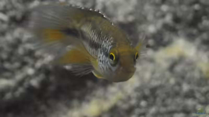 Nannacara anomala Männchen von Patrick Scheffer (34)