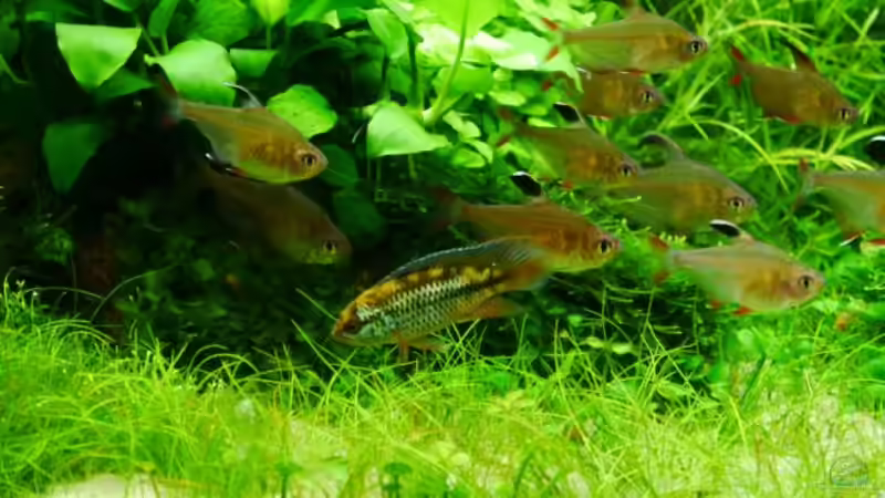 Aquarien mit Nannacara anomala (Glänzender Zwergbuntbarsch)