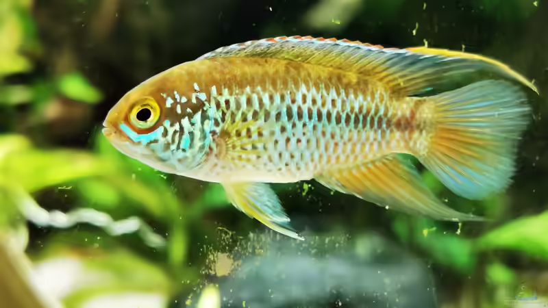 Nannacara anomala von Heike Fuchs (54)