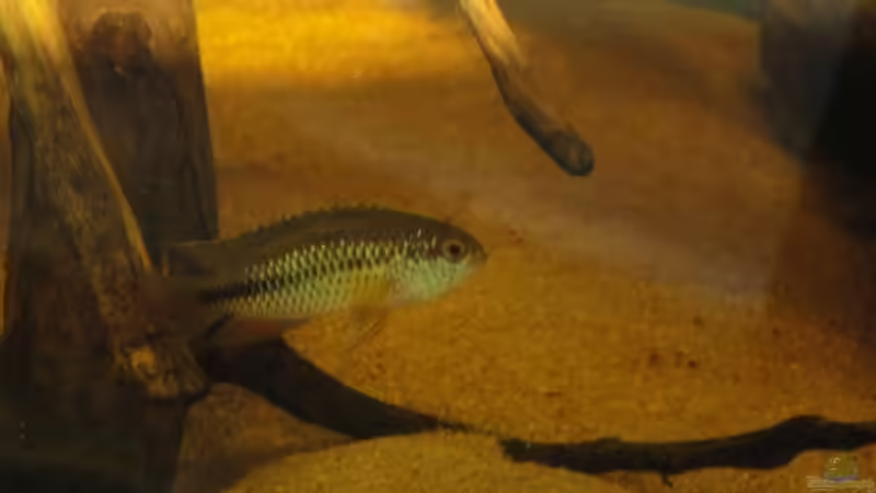 Nannacara Anomala von Laura (69)