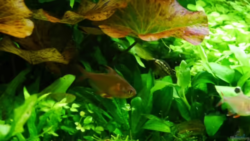 Nannacara anomala Weibchen von Zebraschneggla (51)