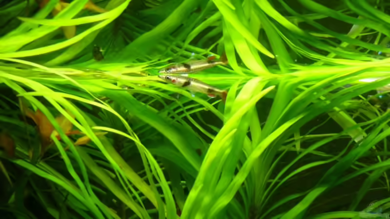 Nannobrycon eques in der Nachtfärbung. von Patrick Stobbe (8)