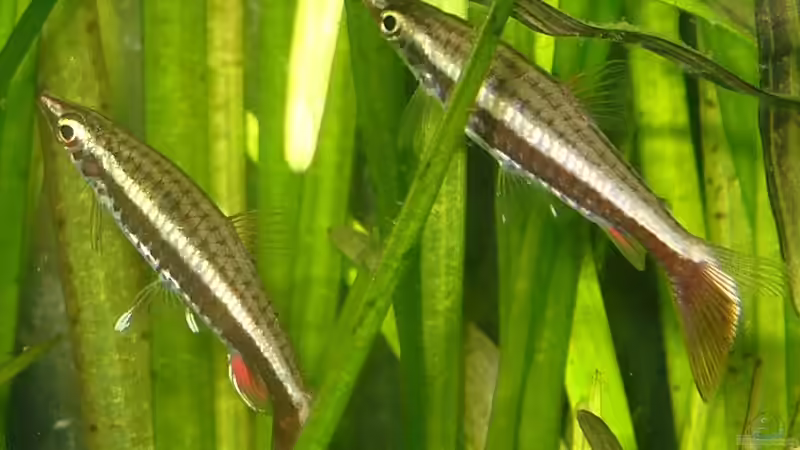 Nannobrycon eques von Patrick Stobbe (7)