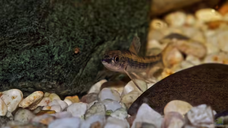 Nannocharax brevis im Aquarium halten (Einrichtungsbeispiele für Kleiner Bodensalmler)